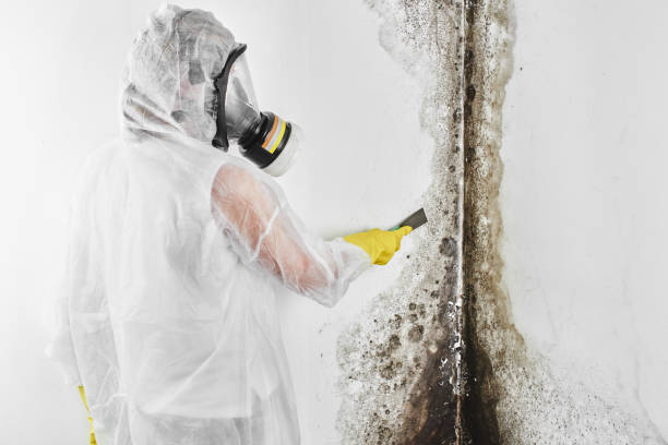 Best Mold Testing and Inspection Services in Fairfax, IA