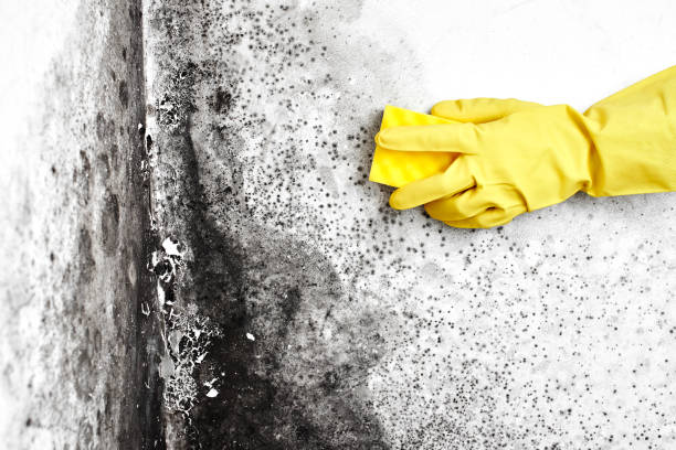 Trusted Fairfax, IA Mold Remediation Experts